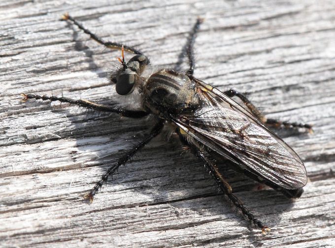 Asilidae da id